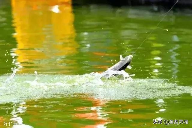 夜钓黑坑鲤鱼偷驴钓近还是远,夜钓黑坑偷驴是钓底还是浮