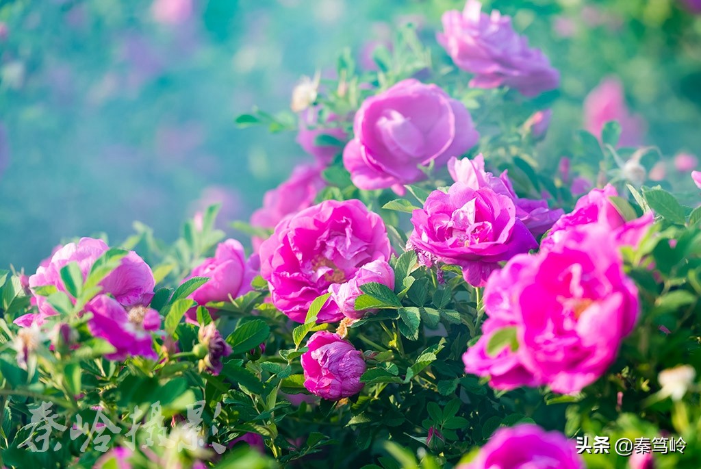 五月玫瑰花期,五月玫瑰盛开时