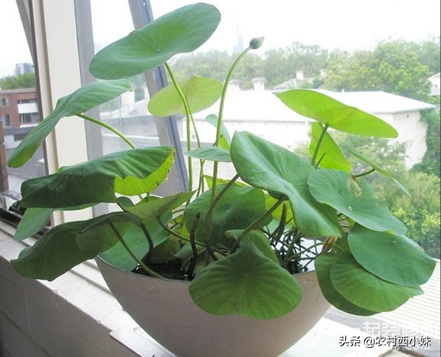 所有过期药片都能养花吗,过期土霉素药片养花