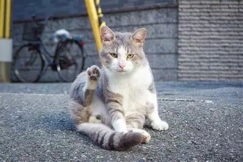 幼猫猫粮钙磷比多少最好,猫粮最佳钙磷比