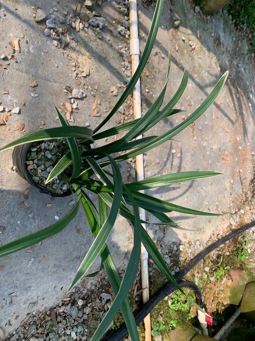 墨兰的五种奇花介绍,金边墨兰带花苞精品