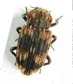 红颈天牛生活习性及防治方法,天牛的习性和天敌