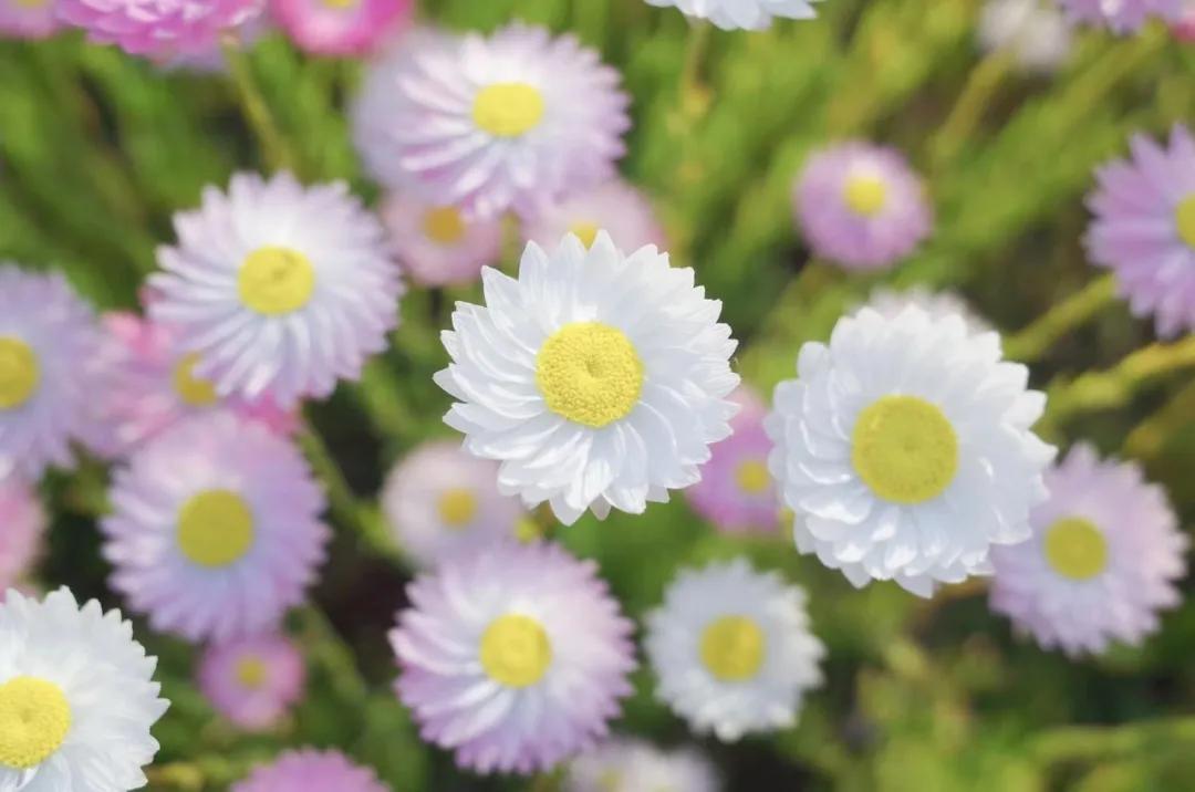 美到犯规！这个500亩的有机庄园，成三产融合教科书