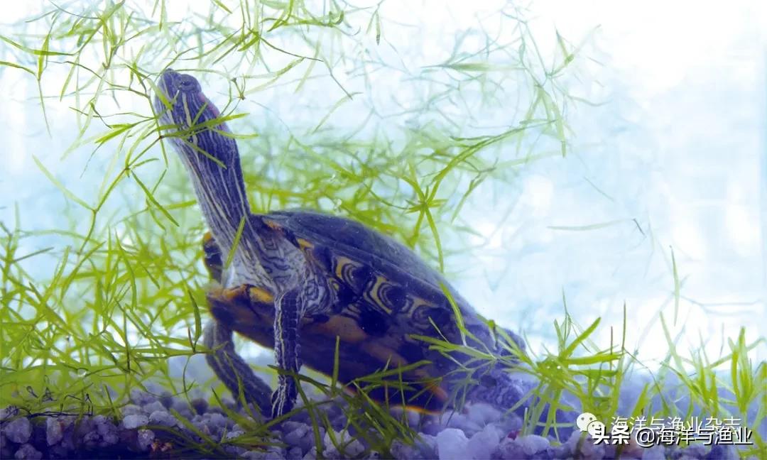 北方江河常见水生生物,陆生生物水生生物有哪些