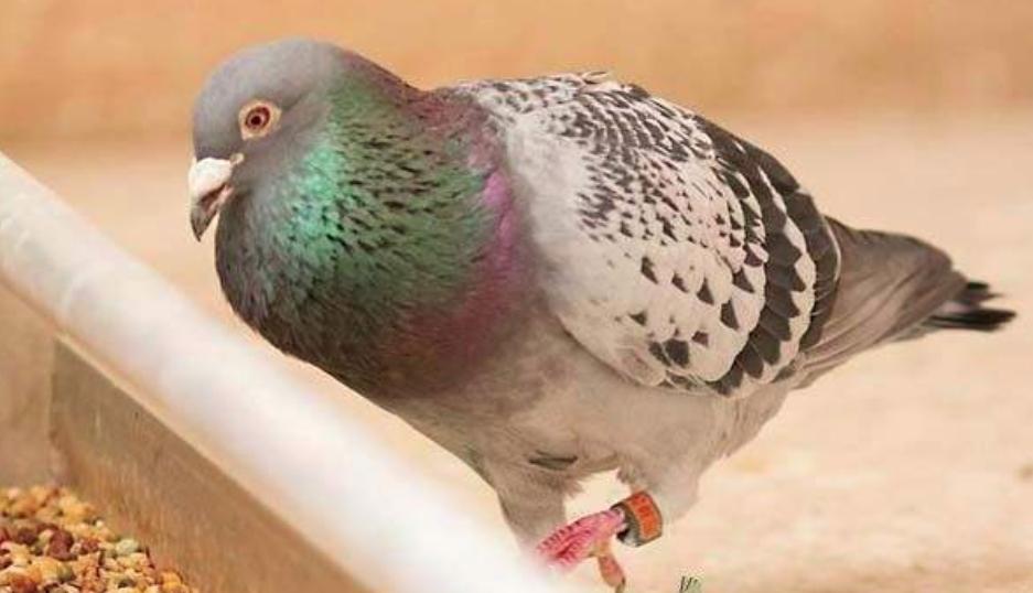 信鸽的换羽期大概多长时间,信鸽换羽期靓羽管理要点