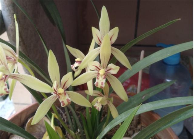 盆栽四季常开且有香味的花,家养盆栽香气浓郁的花