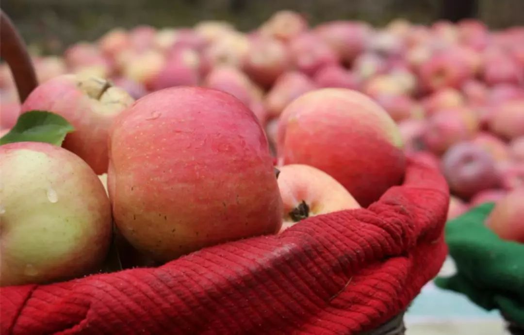 阿克苏在新疆的经济排名,阿克苏最强的县