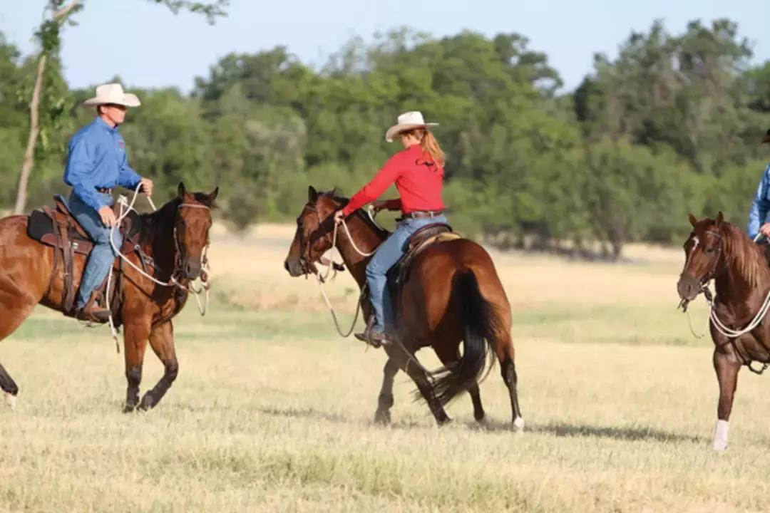 野骑马术教学,野骑马匹怎么选