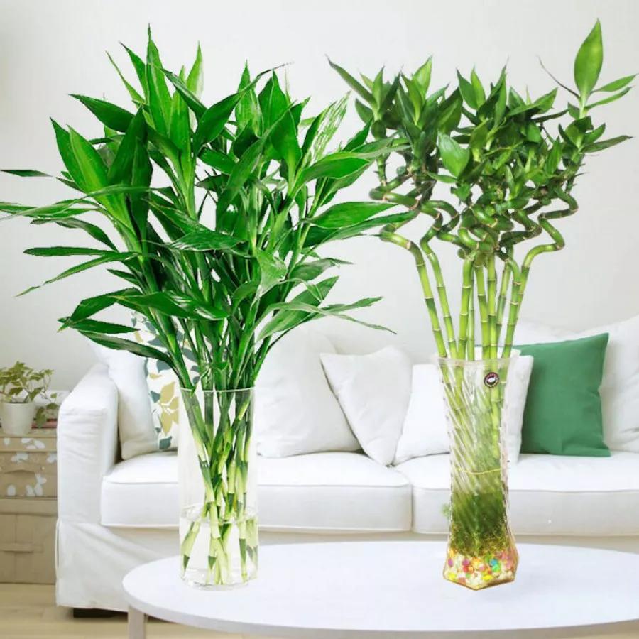 富贵竹没长根叶子发黄怎么办,富贵竹没根系叶子发黄怎么救