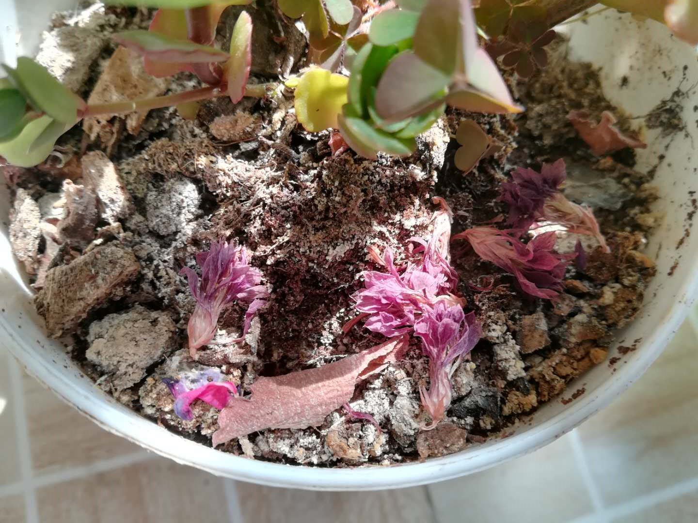 杜鹃花苞开不大是什么原因,杜鹃花开不开什么原因