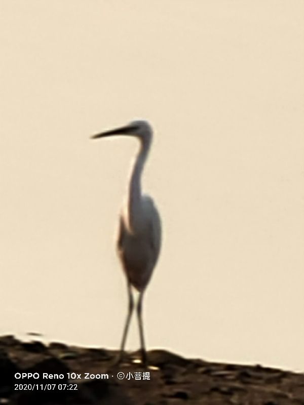 这种鸟很像纤纤美丽的女子，即使梦到了都代表着是吉祥的好事情