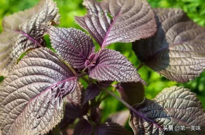 川卤香料中哪个香料最能去腥增香,卤水中增香的香料有哪些品牌好用