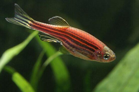 最容易饲养的6种观赏鱼,精心挑选6种最容易饲养的观赏鱼