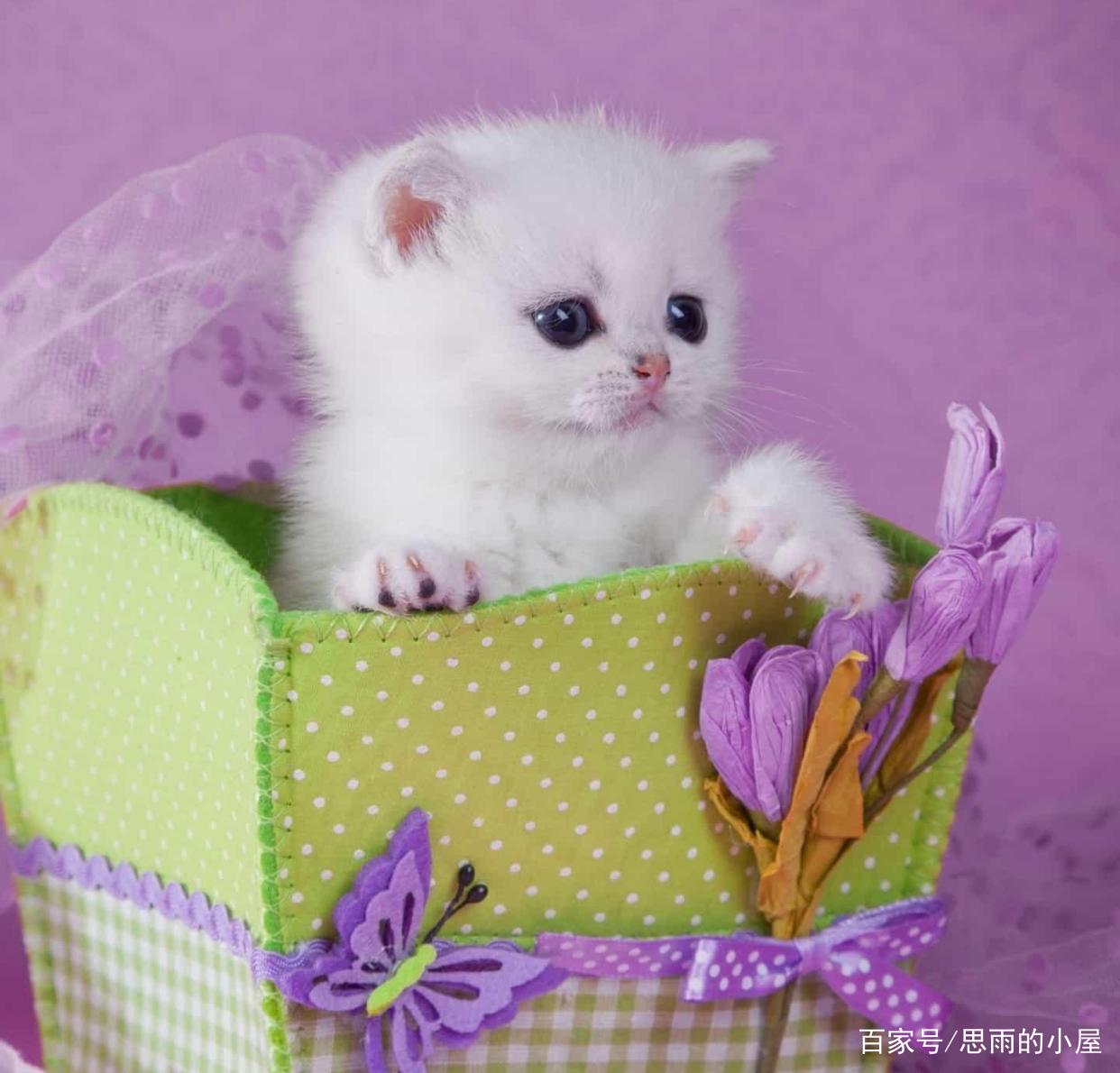 如何看待网络拉票,关于网络拉票的看法