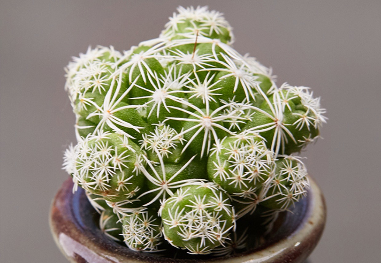 品种大全丨30个仙人球品种图鉴，每个都可爱肉萌到想要全部搬回家