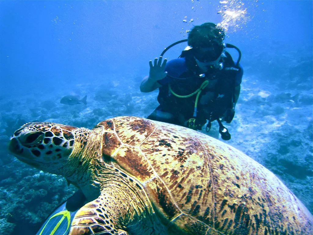 吃19块钱的海鲜自助,深圳133块钱海鲜吃到爽