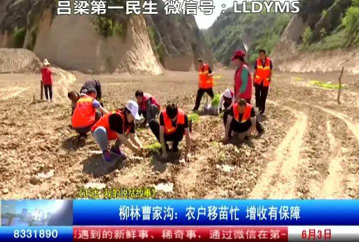 柳林县农业种植,柳林农业