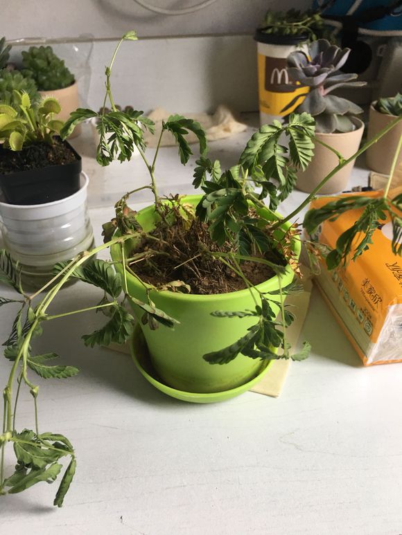 含羞草黄叶干枯怎么补救,含羞草叶片发黄枯萎怎么挽救