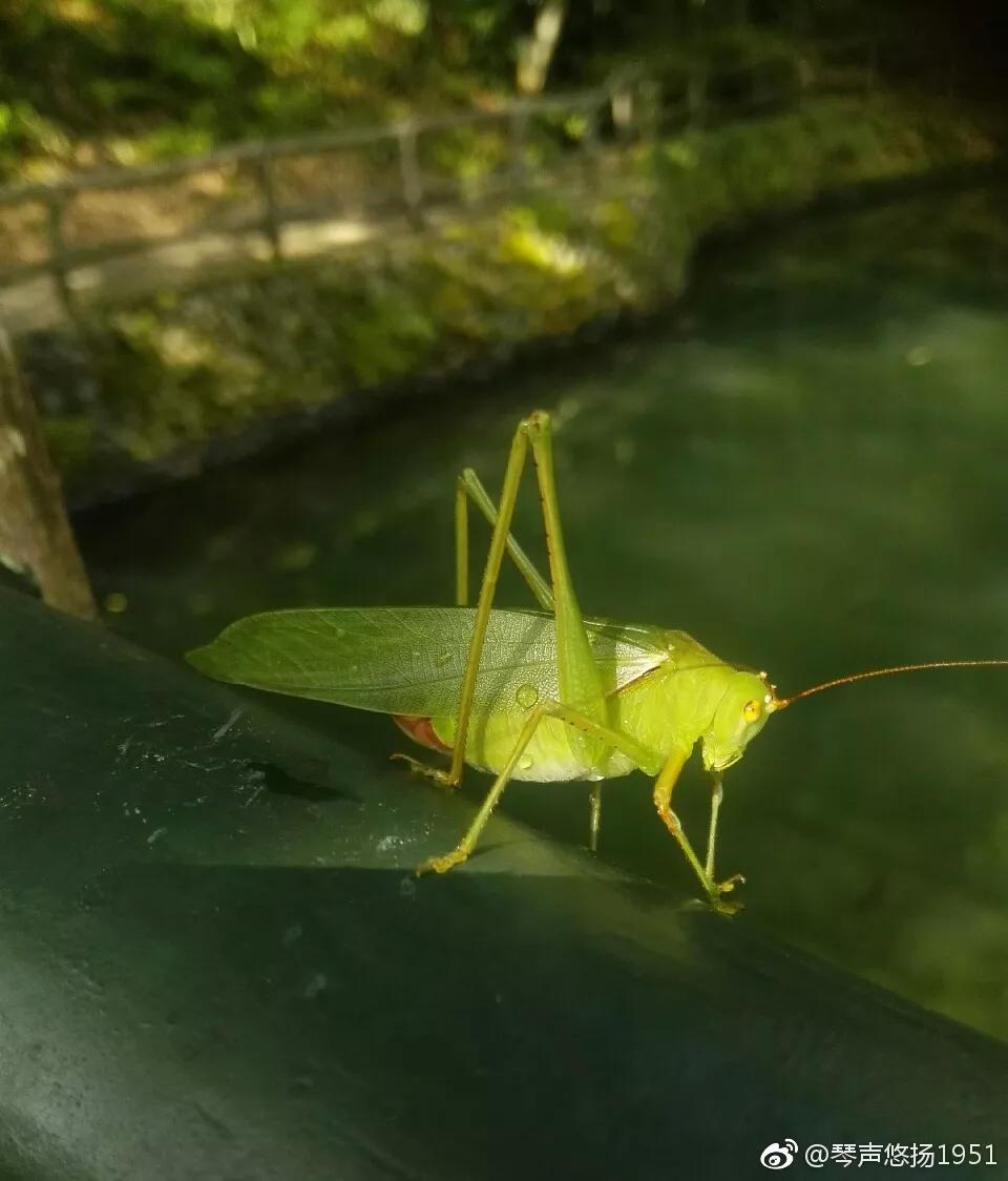 发现大自然的美的作文500字,发现大自然的美一篇作文