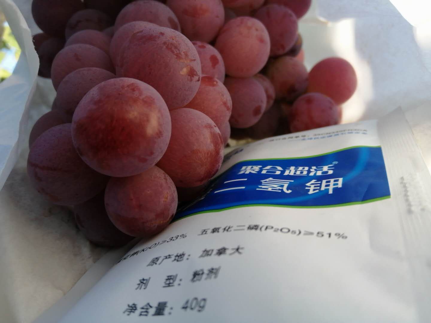 买到假货磷酸二氢钾怎样举报,磷酸二氢钾假货是肥效不够吗