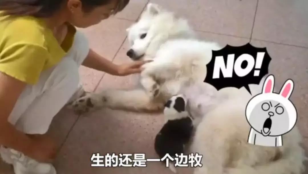 备孕家里的毛孩子怎么办,毛孩子发情期注意事项