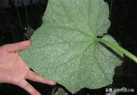 黄瓜白粉虱用什么药,黄瓜粉虱虫害