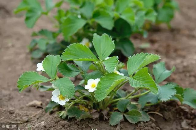 草莓苗好五分收!如何用匍匐茎育壮苗?定植与苗期管理是关键