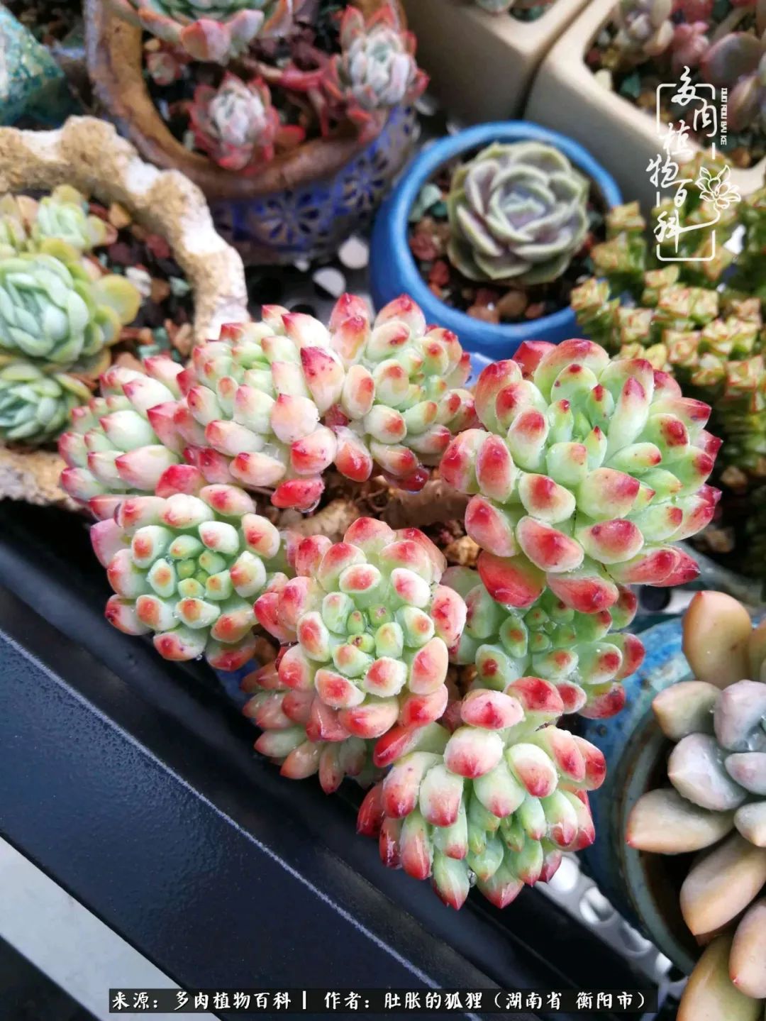 多肉用大盆养好还是用小盆养,多肉用石子养好还是用土养好