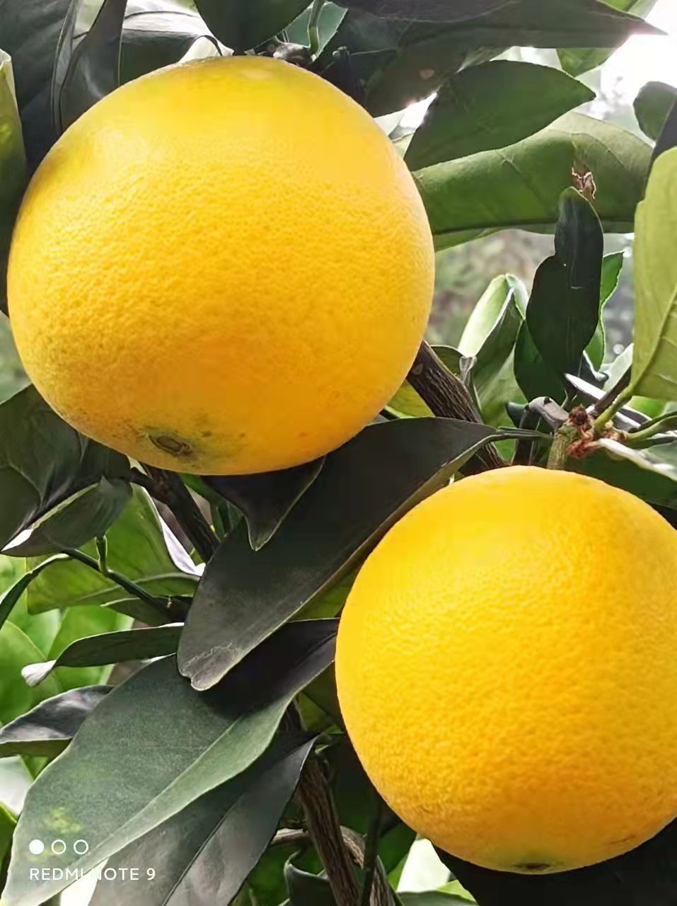 11月柑橘施肥管理要点,十一月份柑橘怎样管理