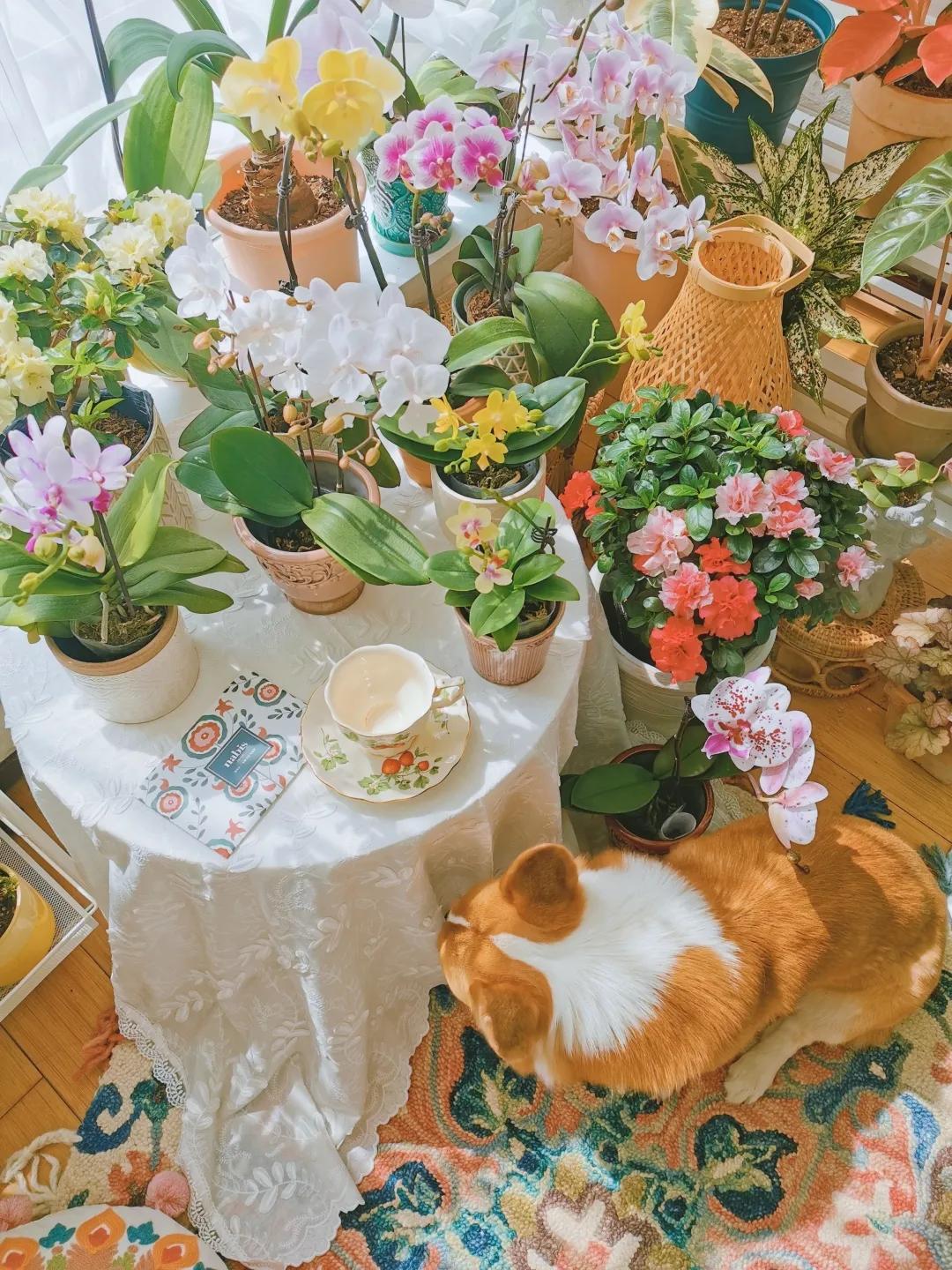 没花园怎么种花？从东北到广东，4位大神在室内种出植物园，绝美