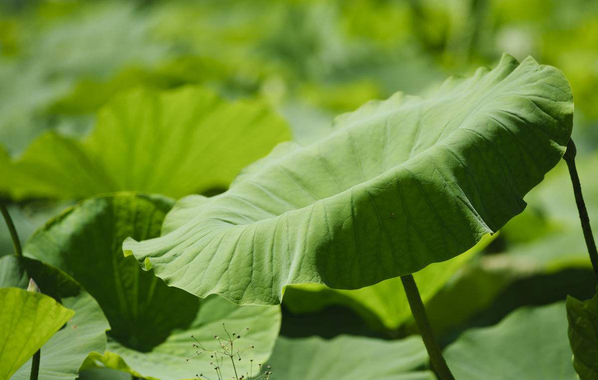 《说文解字》第105课：如何准确理解“蒹葭苍苍”？