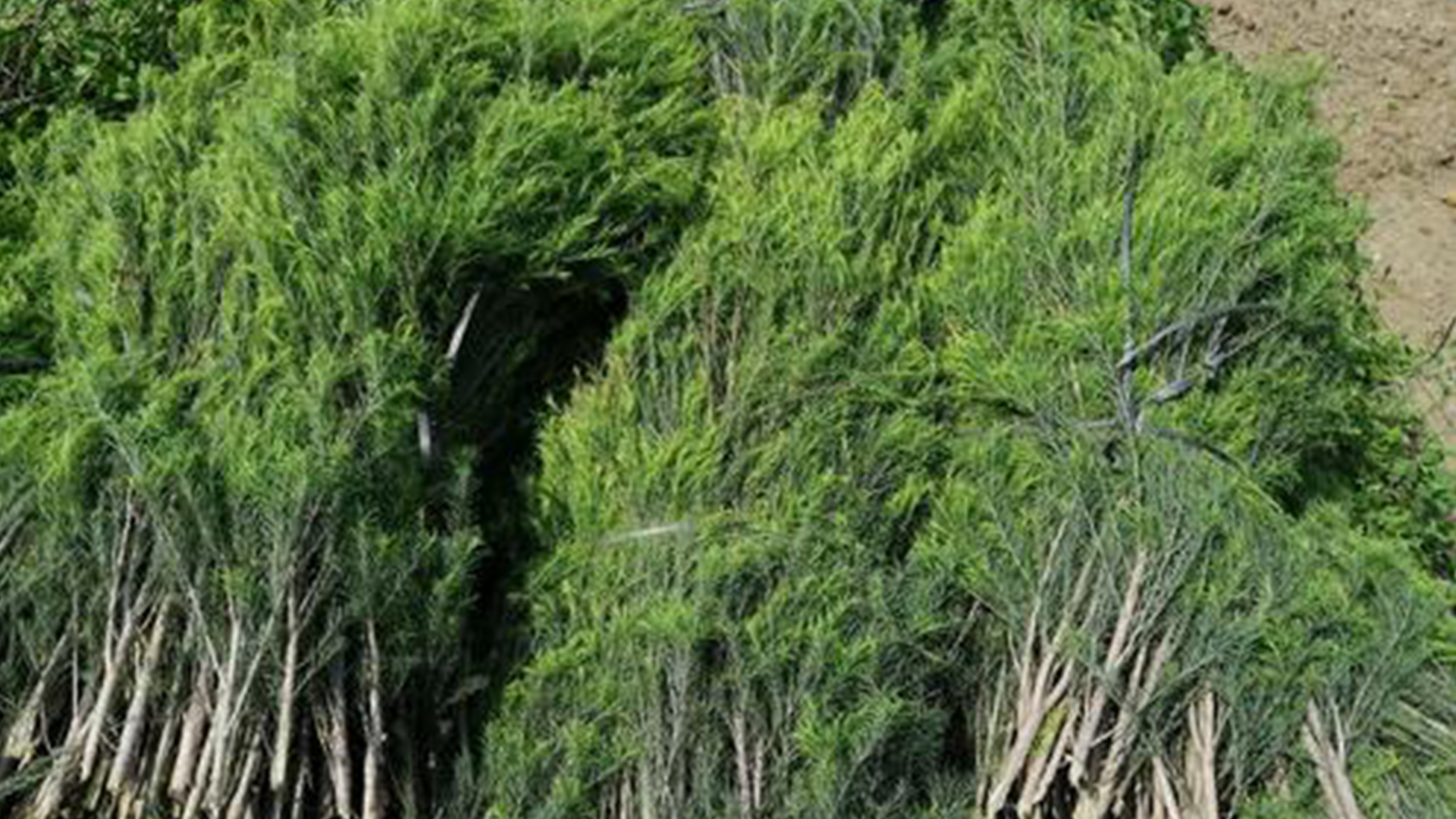 精油课堂50种精油日常用法,芳香精油课程教程
