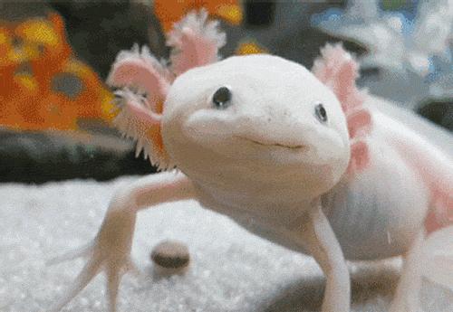 六角恐龙为什么24小时没有便便,怎么判定六角恐龙是否成年