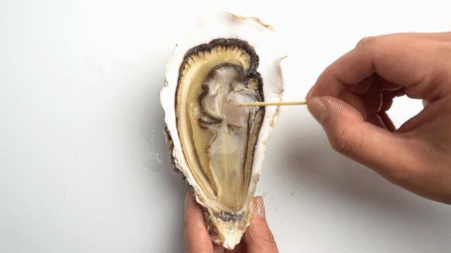 乳山生蚝科普,生蚝冷知识图片