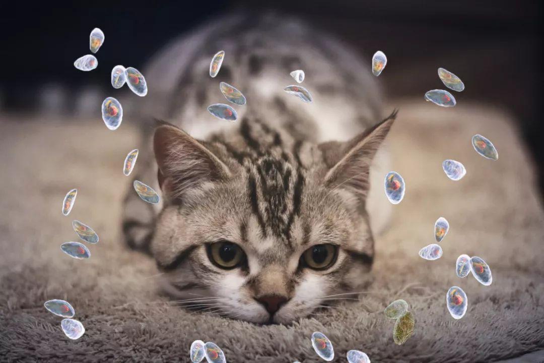 中国人为什么什么都敢吃,中国人什么都吃但为什么不吃猫