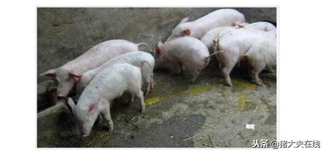 仔猪大肠杆菌性腹泻发病原因及防治措施