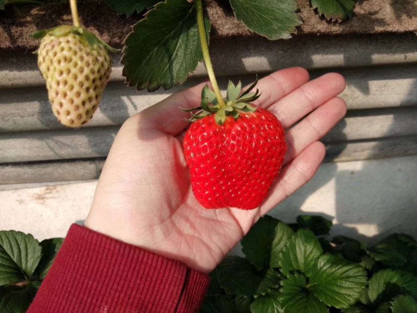 疫情期间丹东草莓滞销如何解决,因为疫情草莓滞销的原因