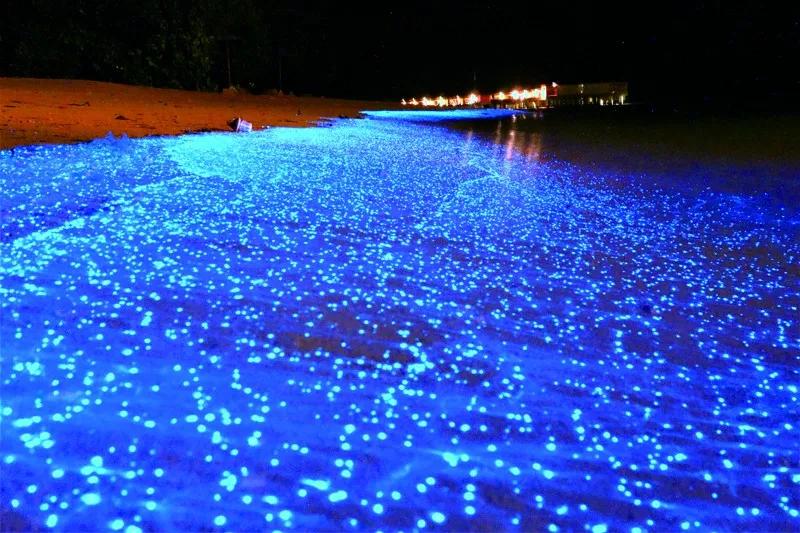 原来那片荧光海是真的存在的,荧光大海