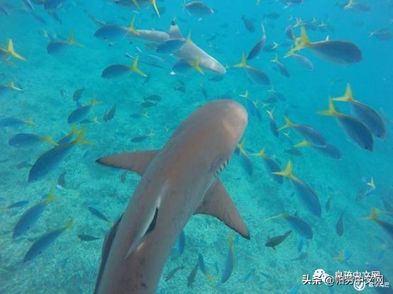 每个离开帕劳的人都会患上的“离岛综合症”