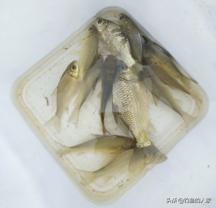 用蚯蚓钓鱼七星漂怎么调漂,用蚯蚓七星浮漂钓白条