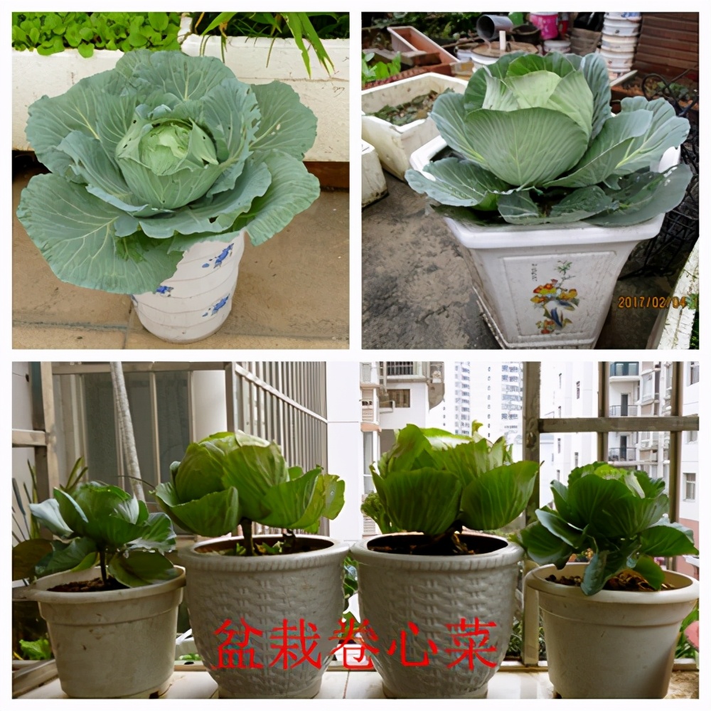 甘蓝蔬菜档案介绍,十种蔬菜卷心菜