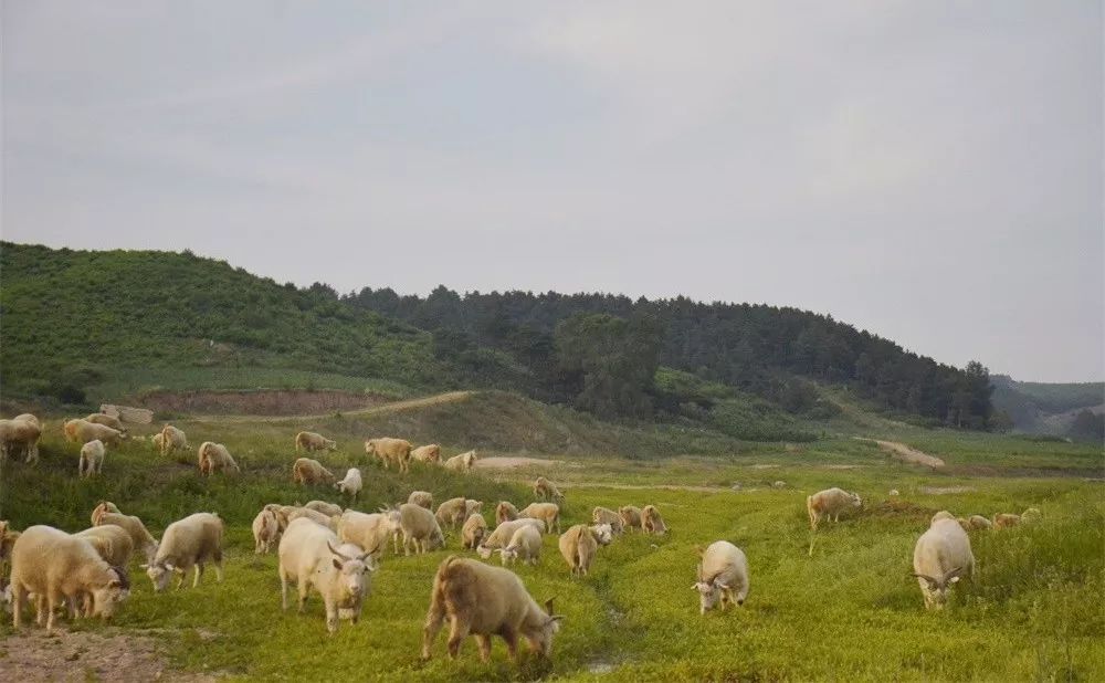 轻轻的你来了散文,轻轻的你来了语录
