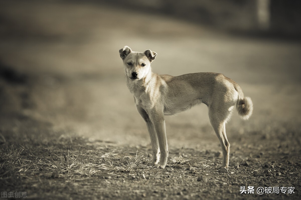 现在肉狗养殖前景如何,肉狗养殖前景及注意事项
