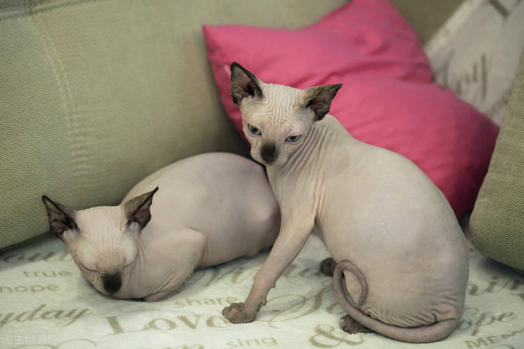 无毛猫真的难养么,无毛猫到底多难养