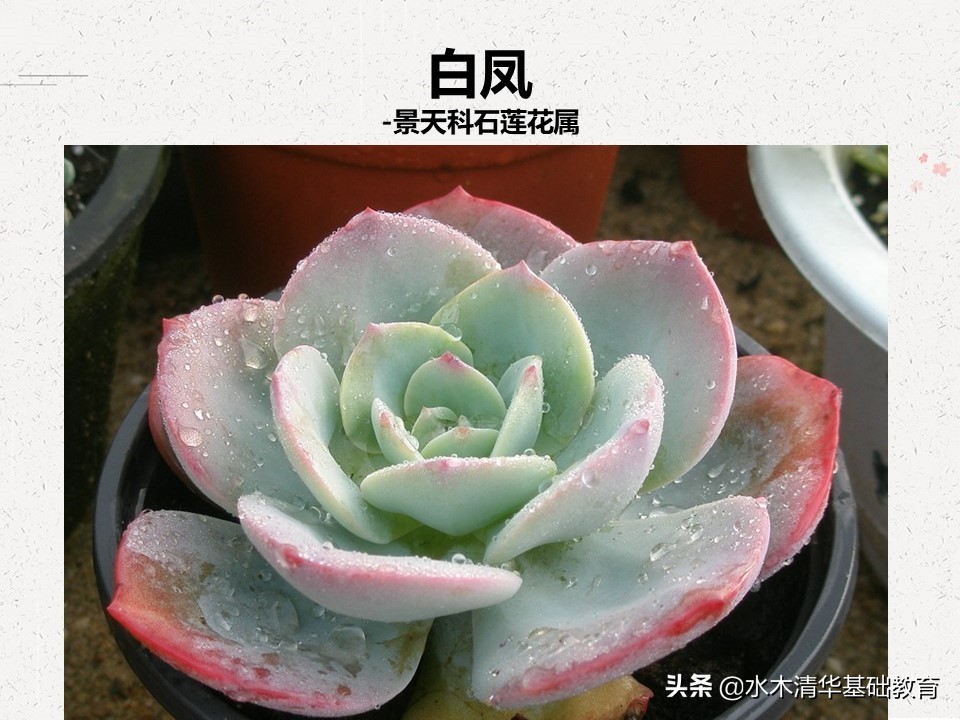 梦幻女王多肉植物百科图谱,原产地多肉植物图谱pdf