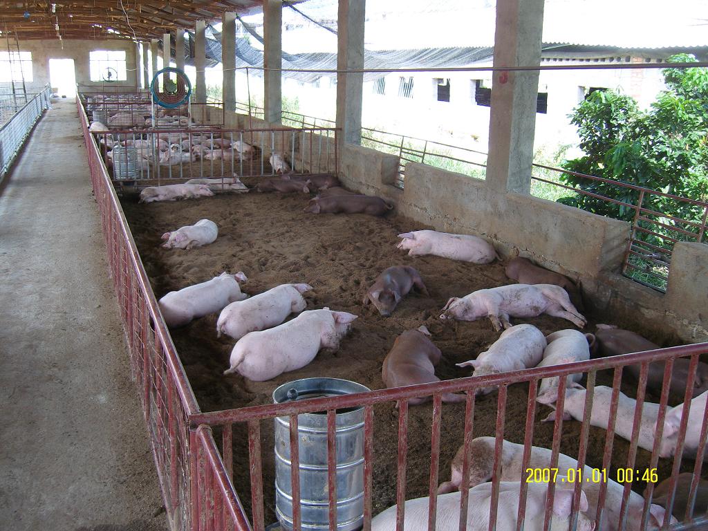 益生菌菌床养猪,益生菌发酵剂养猪