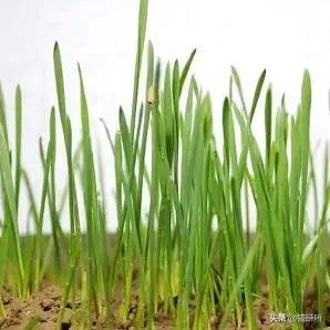 猫咪不吃肉肉怎么办,猫咪不吃鱼吃草怎么办