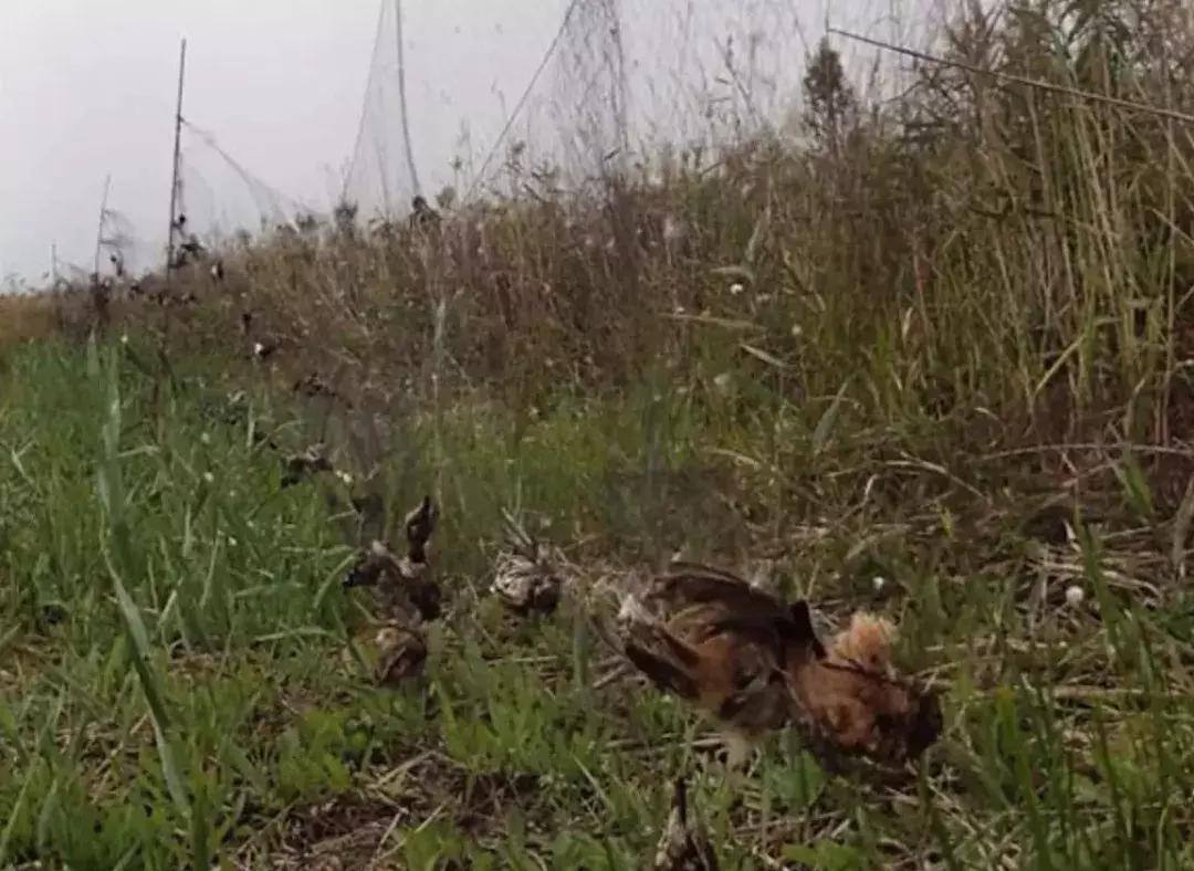 从禾花雀到云雀，又一种鸟快被中国人吃绝种了！