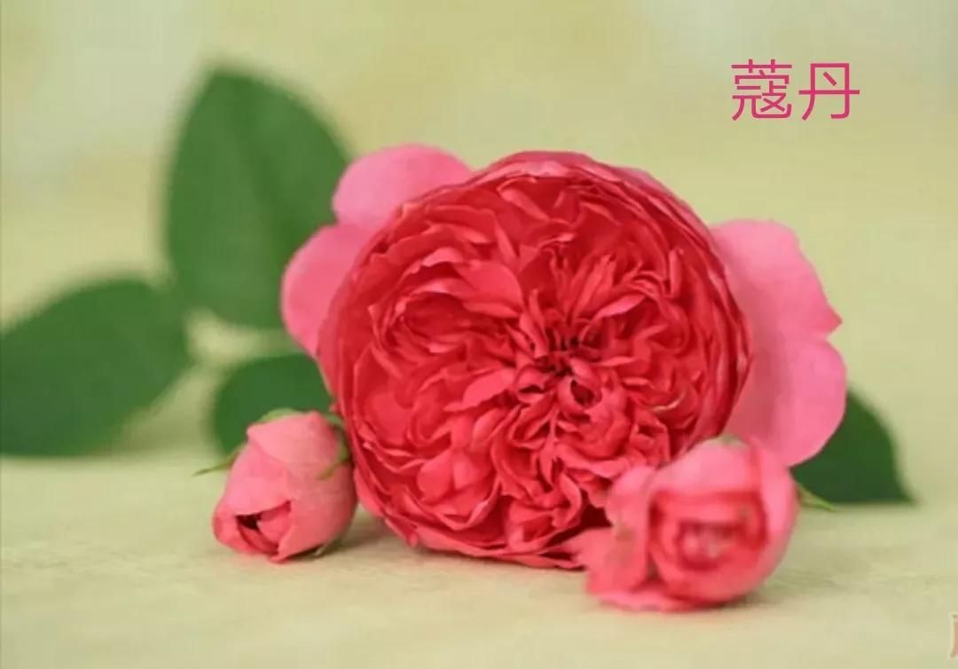 切花火焰月季的优缺点,常见切花月季一览