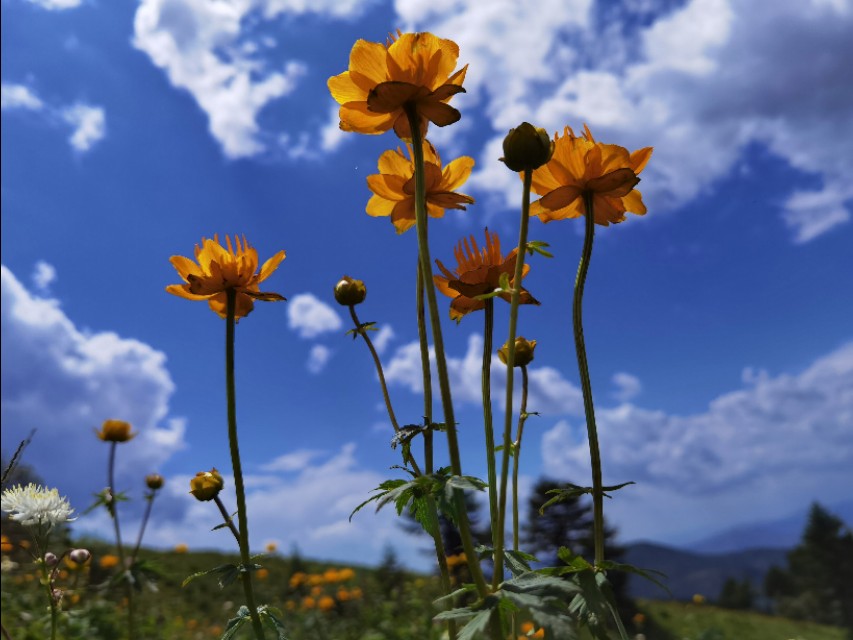 驼梁七月草原美，金莲妖娆入画里/郝贵云